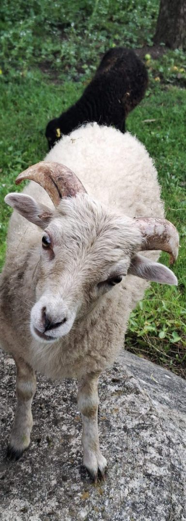 Foto dient der Dekoration und zeigt: Ouessantschaf Bocklamm