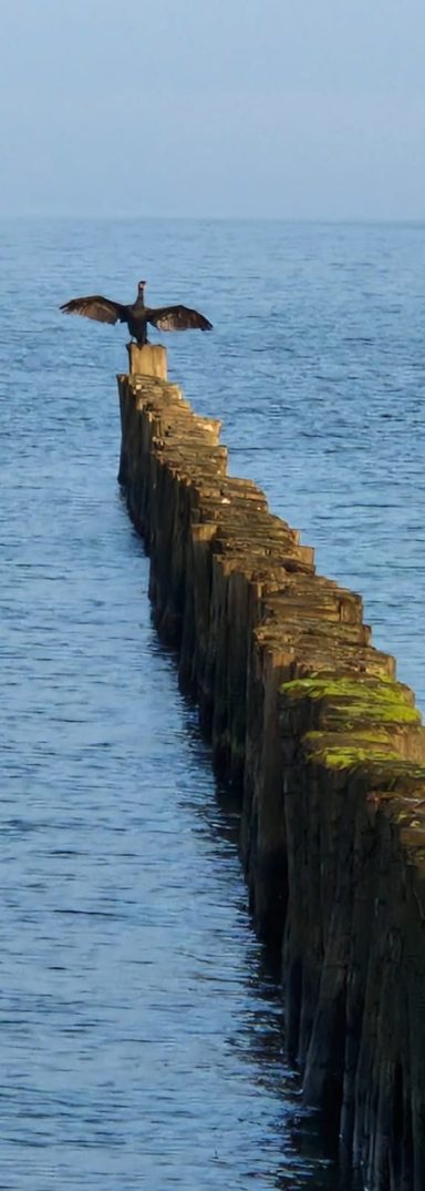 Foto dient der Dekoration und zeigt: Kormoran auf Buhnen