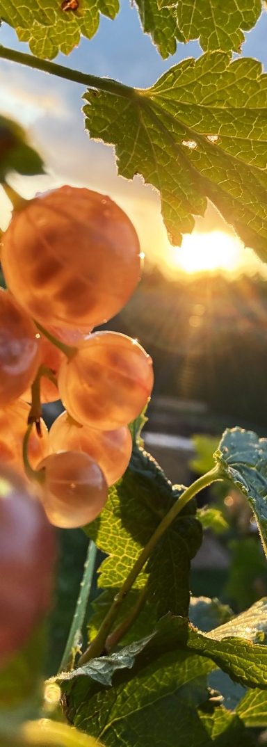 Foto dient der Dekoration und zeigt: Johannisbeeren im Sonnenuntergang