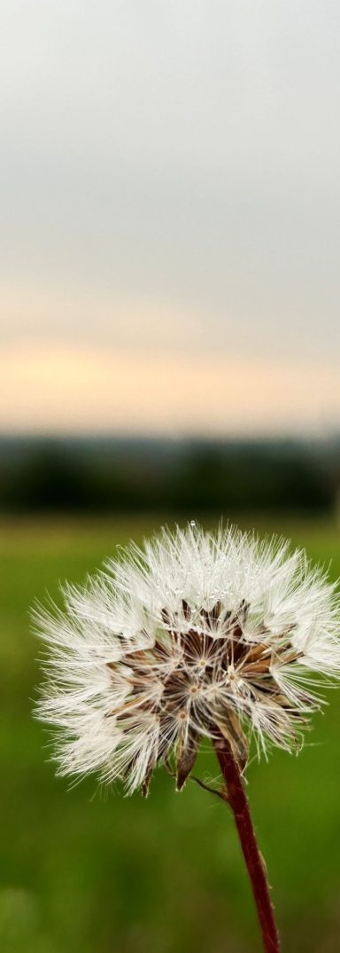 Foto dient der Dekoration und zeigt: Löwenzahn - Pusteblume