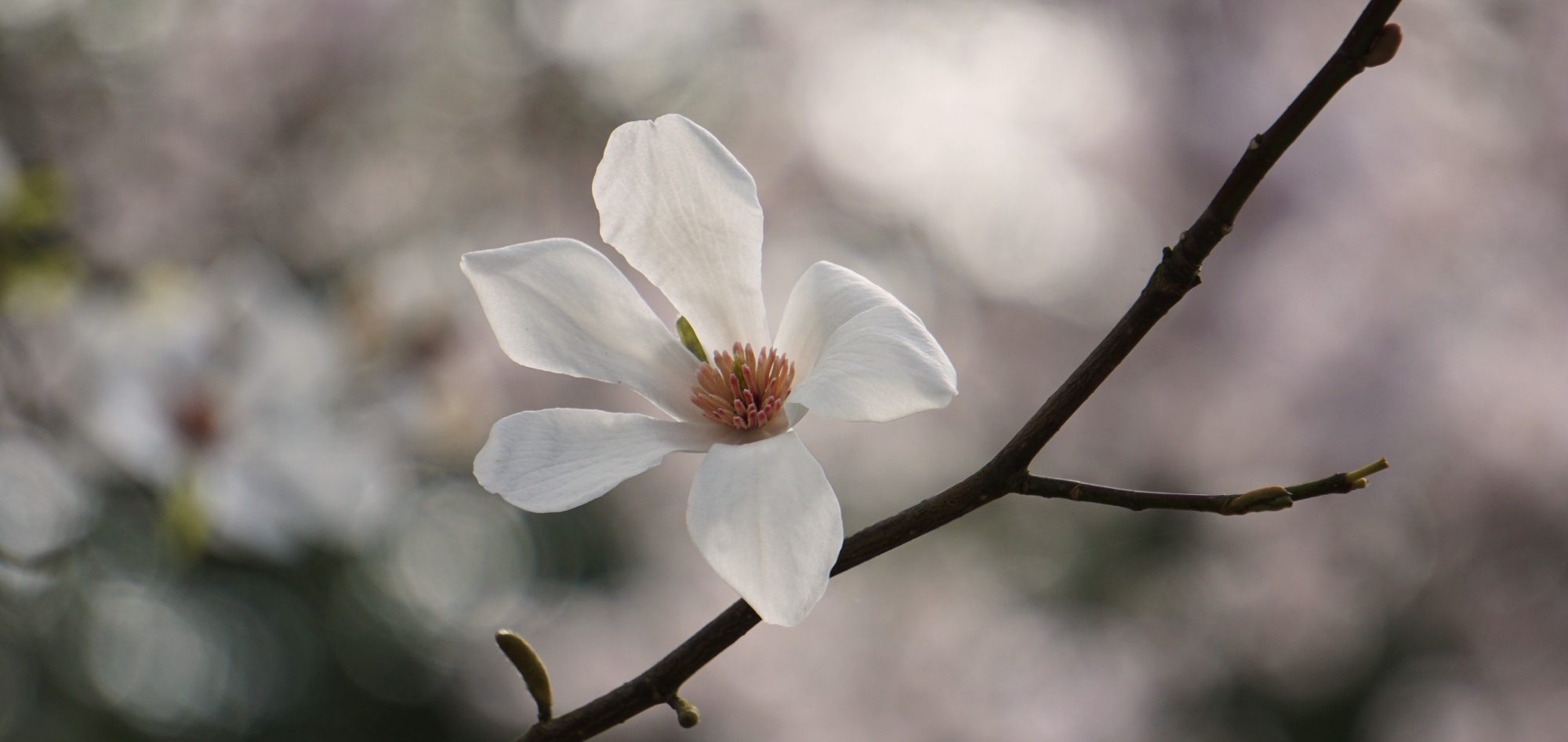 Vulpes Vision: Magnolienblüte Blühende Magnolie vor sanftem Bokeh – ein stiller Moment, der Vergänglichkeit und Schönheit vereint.