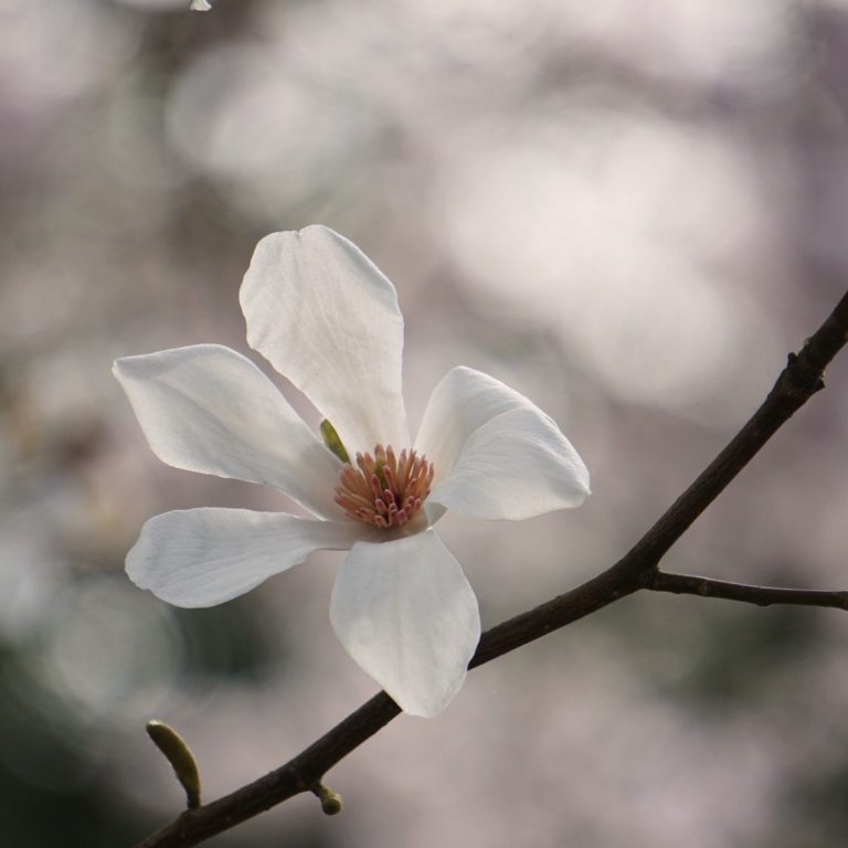 Vulpes Vision: Magnolie Magnolienblüte